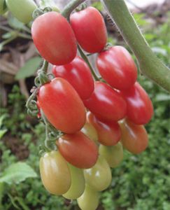 供应粉玫瑰M2—番茄种子