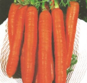 供应红圣六号—胡萝卜种子
