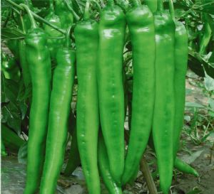 供应绿冠—辣椒种子