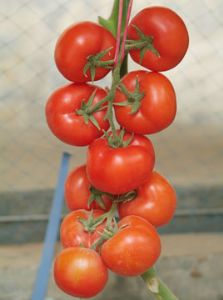 供应以色列1400——番茄种子