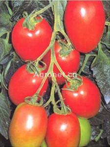 供应罗曼娜（红罗曼）--番茄种子