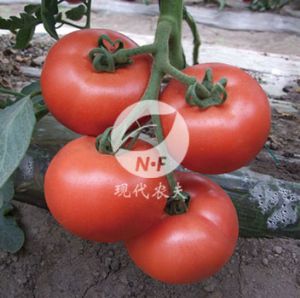 供应粉霸王F1－番茄种子