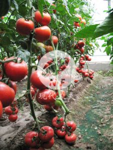 供应红利（HOLI）－番茄种子