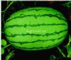 供应仙果（绿皮西瓜）—西瓜种子