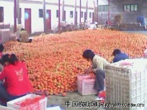 供应西红柿 