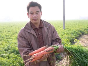 供应红金王-胡萝卜种子