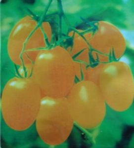 供应黄番茄—番茄种子