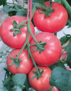 供应DRK605(抗TY病毒粉果番茄)—番茄种子