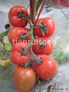 供应红特娇（抗TY病毒）——大番茄种子