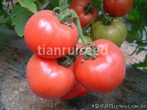 供应艾迪特（抗TY病毒）—大番茄种子