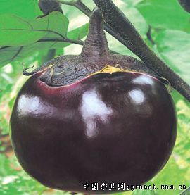 紫晶——茄子种子