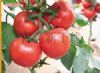 供应红领袖2号—番茄种子