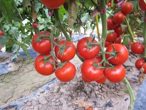 供应金利—番茄种子