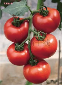 供应红领袖1号—番茄种子