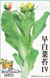 供应早白菜苔Ⅳ－白菜菜苔种子