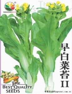 供应早白菜苔Ⅱ－白菜菜苔种子