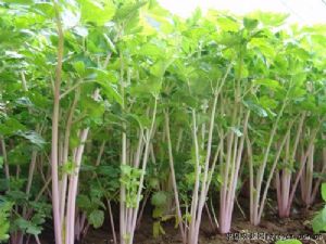 供应红芹—芹菜种子