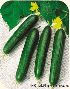 供应萨伯拉——黄瓜种子
