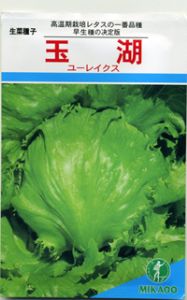 生菜种子——玉湖