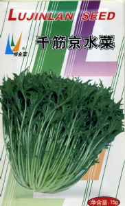 茼蒿种子——千筋京水菜
