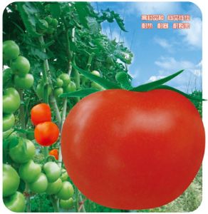供应吉瑞203—番茄种子