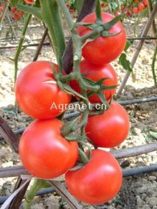 供应吉瑞118——番茄种子
