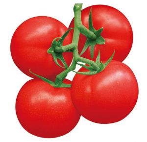 供应金圣大果番茄—番茄种子