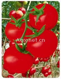 南蔬3388石头番茄--番茄种子