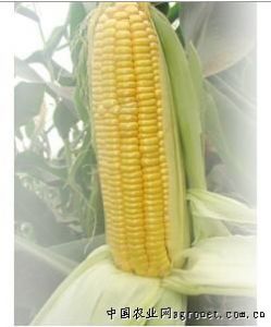 供应甜玉米种子—菜用玉米种子