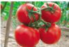 供应安娜—番茄种子