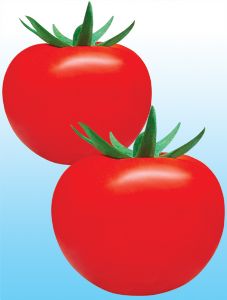 供应以色列大果808番茄种子