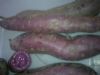 供应山川紫紫薯种子、紫薯种苗