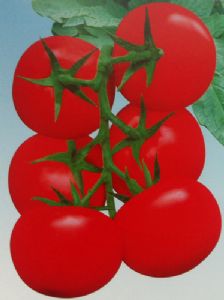 供应台良名秀-番茄种子