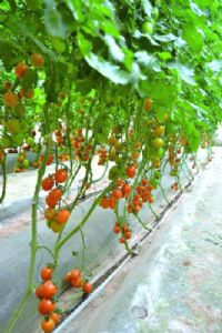 供应黄蒂妮二号F1—番茄种子