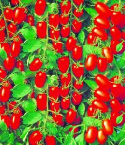 供应小天使F1—番茄种子（台湾引进，市场畅销品种）