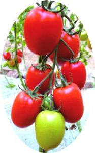 供应红曼丽F1—番茄种子