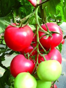 供应博粉五号F1—番茄种子
