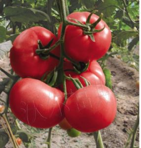 供应博粉一号F1（高档粉果番茄）—番茄种子