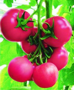 供应奥思娜二号F1（产量高、耐贮运）—番茄种子