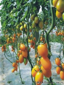 供应改良金罗曼F1—番茄种子