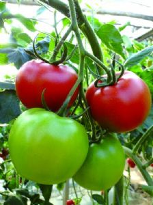 供应红贝利503F1—番茄种子
