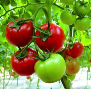 供应红贝利501F1—番茄种子
