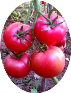 供应迪丽斯二号F1—番茄种子
