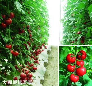 供应奥妮娜F1—番茄种子
