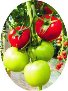 供应安诺尔F1—番茄种子