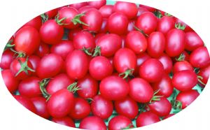 供应千粉1102F1—小番茄种子 