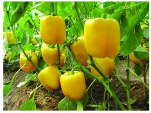 供应黄欧娜F1（高档黄色甜椒）—甜椒种子