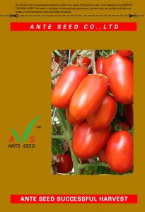 供应红富6号—番茄种子