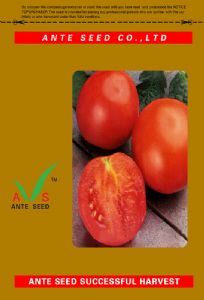 供应红富5号—番茄种子