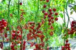 供应千粉1108F1—小番茄种子